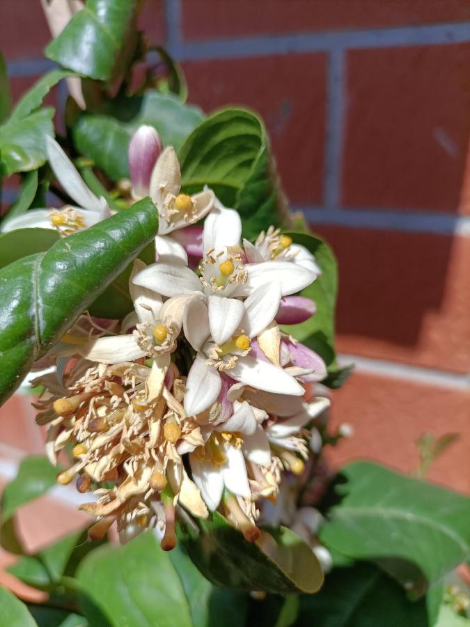 Chianti-Home Palagione سترادا المظهر الخارجي الصورة